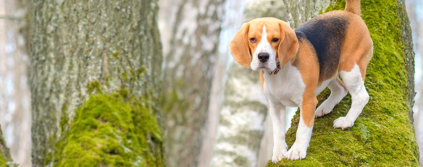 Vegetable Inspired Dog Names Popular Male and Female Names Wag!